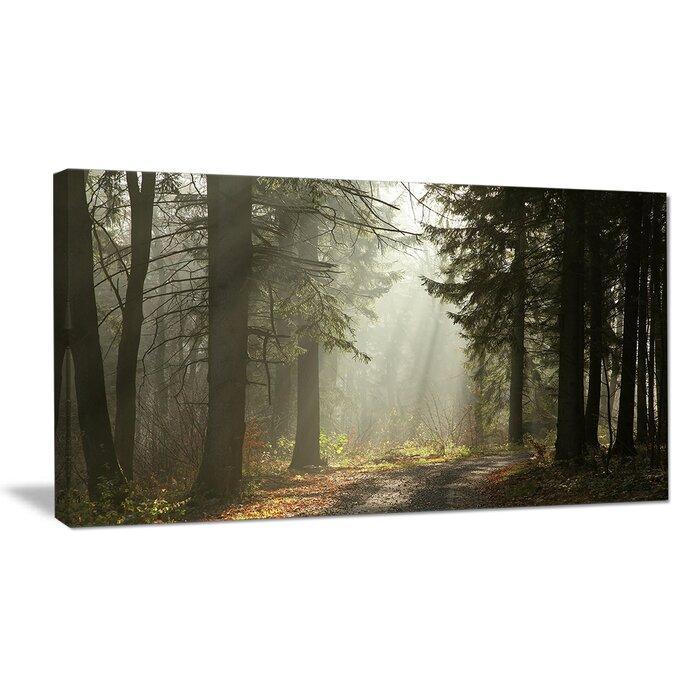 'Dark Green Forest with Sun Rays' Photographic Print on Wrapped Canvas